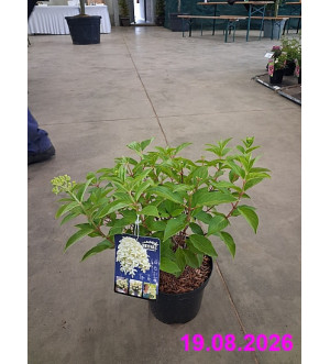 Hydrangea pan. 'Skyfall'® C 2,5 L